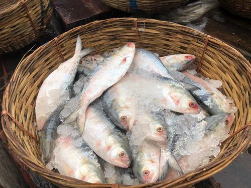 ইলিশের সবচেয়ে বড় মোকাম বরিশাল নগরীর পোর্ট রোড