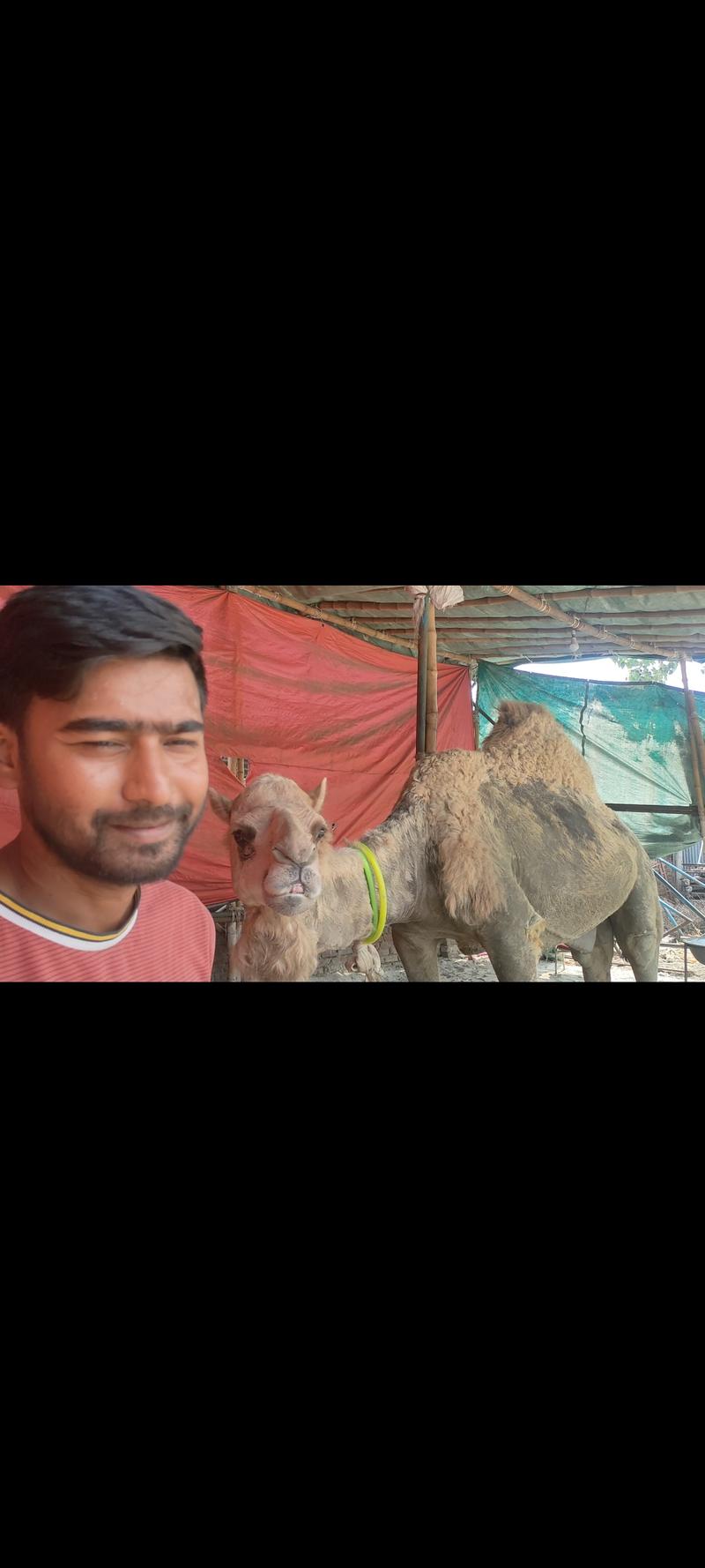 কোরবানির জন্য প্রস্তুত মরুভূমির উট, দাম হাঁকাচ্ছেন পঁয়তাল্লিশ লাখ