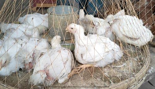 ব্রয়লার মুরগির দাম আবার বেড়েছে