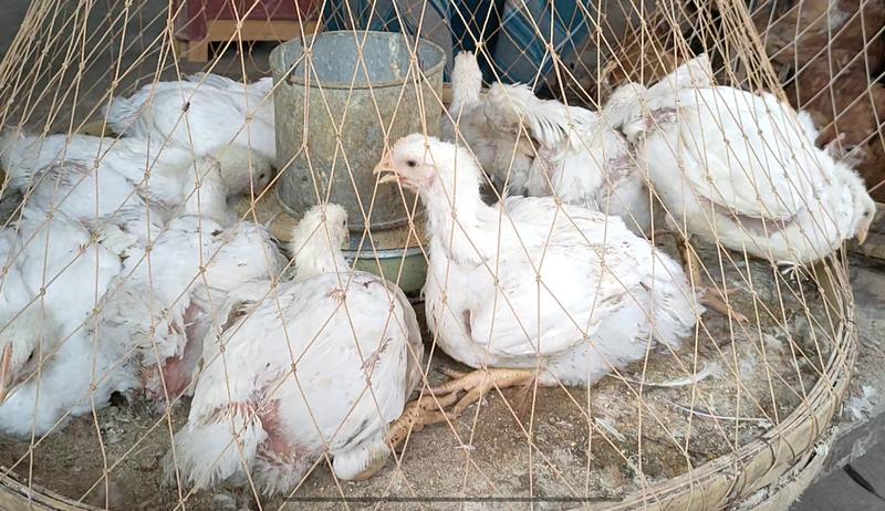 ব্রয়লার মুরগির দাম আবার বেড়েছে