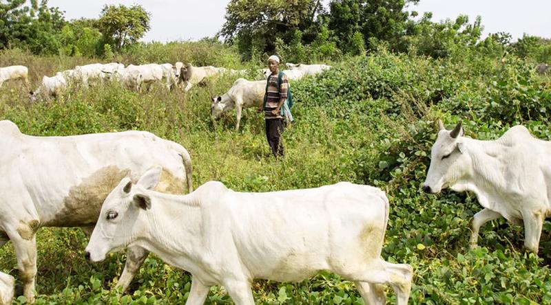 নাইজেরিয়ায় পশুপালকদের হামলা, প্রাণ গেল ১৭ জনের