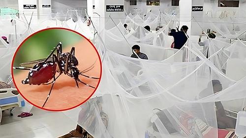 ডেঙ্গুতে প্রাণ গেল আরও একজনের, হাসপাতালে ৪০