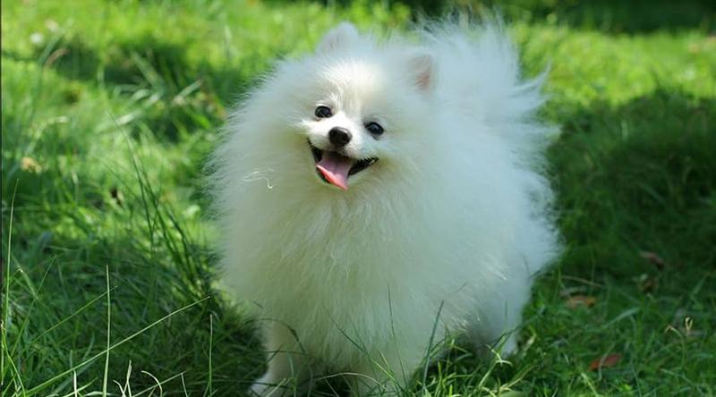 কুকুর ছানাকে স্কুলে ভর্তি, খরচ মাসে ২ লাখ টাকা