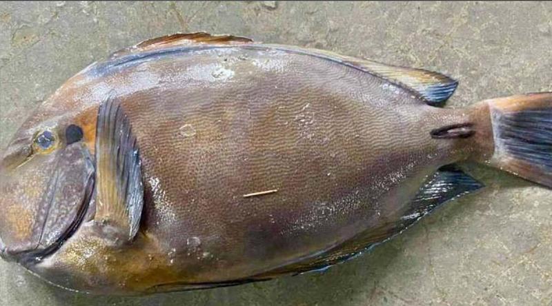 কুয়াকাটায় জেলেদের জালে মিলল বিরল ব্রাউন সার্জনফিশ