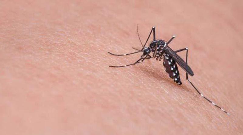 ঢাকায় প্রতি ঘণ্টায় একজনকে কামড়াতে আসে প্রায় ৭০০ মশা!