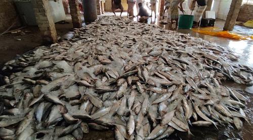 বঙ্গোপসাগরে একবারেই জালে উঠে এলো ১০১ মণ ইলিশ!