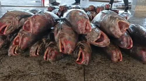 পিরোজপুরে জেলের জালে ধরা পড়ল ১৮০টি লাক্ষা মাছ, ৪০ লাখ টাকায় বিক্রি