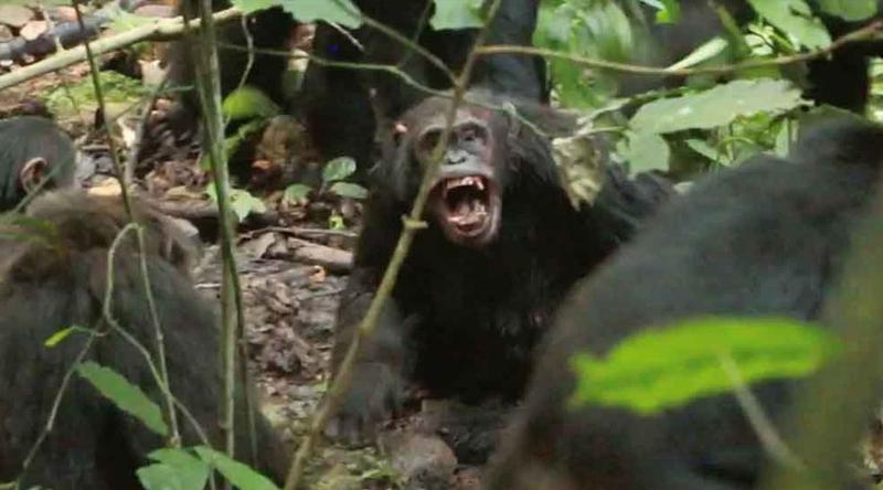 উগান্ডায় গৃহযুদ্ধে জড়িয়ে পড়েছে শিম্পাঞ্জিরা
