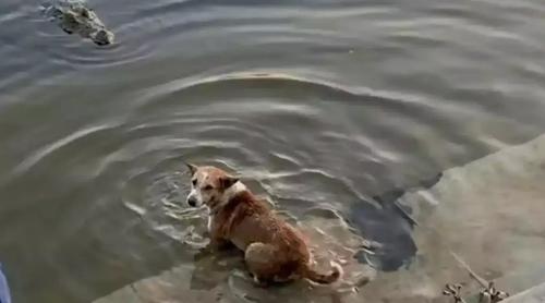 কুকুরকে কুমিরের টেনে নিয়ে যাওয়ার ঘটনায় তদন্তের মাধ্যমে দোষীদের শাস্তির নির্দেশ প্রতিমন্ত্রীর