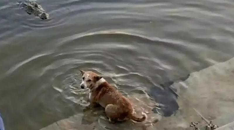 কুকুরকে কুমিরের টেনে নিয়ে যাওয়ার ঘটনায় তদন্তের মাধ্যমে দোষীদের শাস্তির নির্দেশ প্রতিমন্ত্রীর