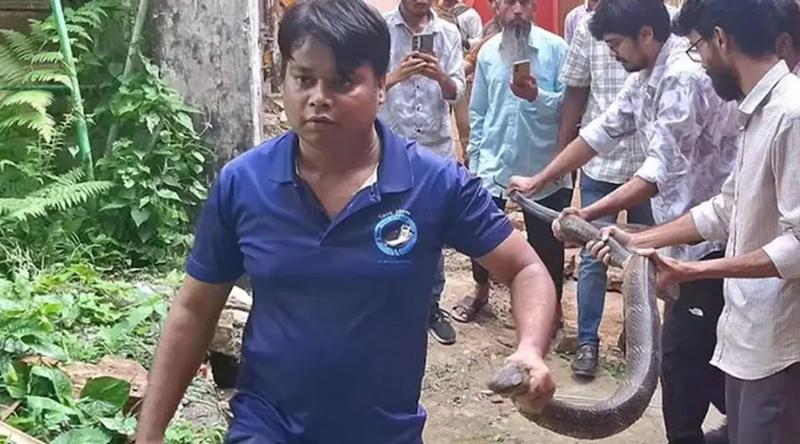 চবিতে ১২ ফুট লম্বা কিং কোবরা সাপ উদ্ধার