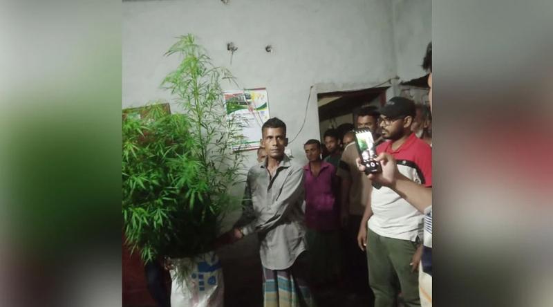 বরিশালে বাড়ির আঙ্গিনায় যত্নে গাঁজা চাষ, আটক ১
