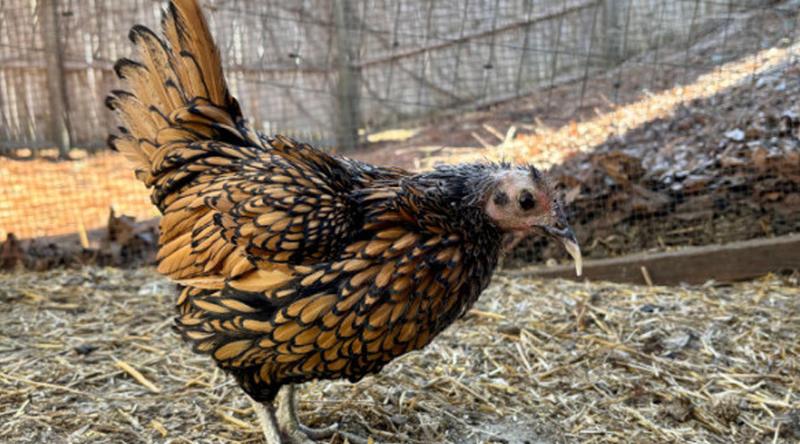 ইতিহাসে সবচেয়ে বয়স্ক মুরগি গড়ল বিশ্ব রেকর্ড