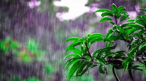 শনিবার থেকে দেশের দুই বিভাগে ভারী থেকে অতিভারি বৃষ্টির আভাস