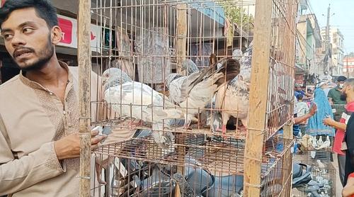 কুমিল্লা রঙিন পাখির বর্ণিল মেলা