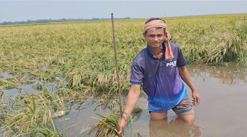 নেত্রকোনায় বন্যার শঙ্কায় হাওড়ে দ্রুত ধান কাটতে মাইকিং
