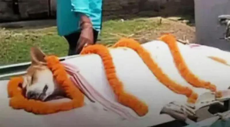 ৩০ শিশুকে বাঁচাতে সাপের সঙ্গে লড়াই করে প্রাণ দিল কুকুর