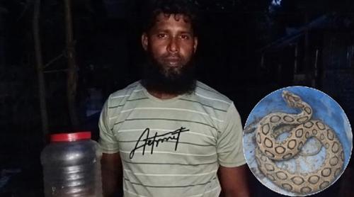 চাঁদপুরে রাসেল ভাইপারের কামড় খেয়ে সাপ নিয়ে হাসপাতালে যুবক