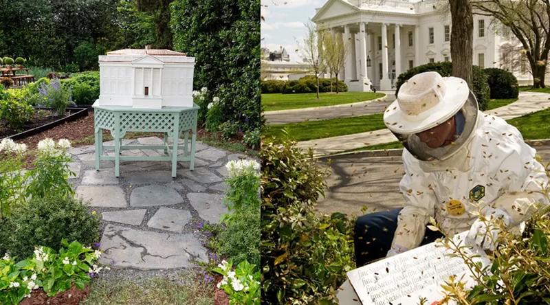 ব্রিটিশ রাজাকে মৌচাক দেখালেন ডোনাল্ড ট্রাম্প