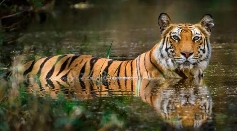 সুন্দরবনে টিকে থাকা নিয়েই শঙ্কায় রয়েল বেঙ্গল টাইগার