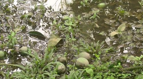 রংপুরে কালবৈশাখীর তাণ্ডবে হাঁড়িভাঙ্গা আমের ব্যাপক ক্ষতি