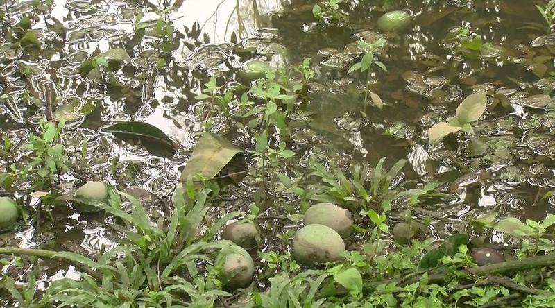 রংপুরে কালবৈশাখীর তাণ্ডবে হাঁড়িভাঙ্গা আমের ব্যাপক ক্ষতি