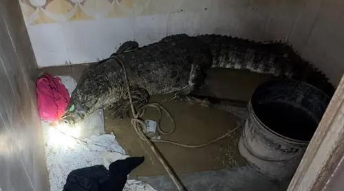 কুকুরের ডাকে মধ্যরাতে ভেঙেছিল ঘুম, বাথরুমে গিয়ে দেখতে পেলো ৭ ফুটের কুমির