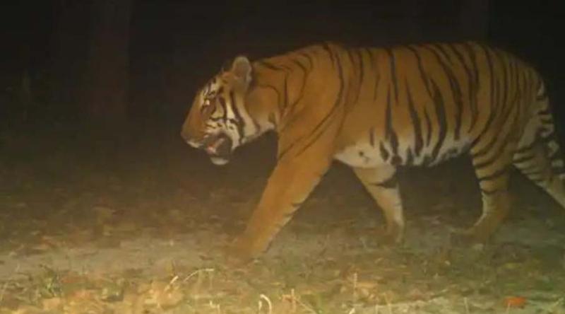 ঘরে ঢুকে ঘুমন্ত তরুণীর মাথা কামড়ে টেনে নিয়ে গেল বাঘ