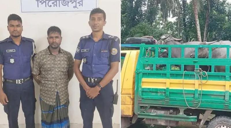 পিরোজপুরে ৪ চোরাই মহিষসহ আন্তঃজেলা ডাকাত সর্দার গ্রেপ্তার