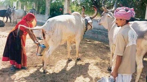 ভারতে গোমূত্র কিনছে সরকার, প্রতি লিটারের দাম ২০ রুপি