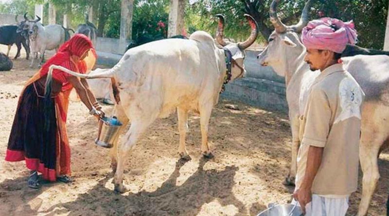 ভারতে গোমূত্র কিনছে সরকার, প্রতি লিটারের দাম ২০ রুপি