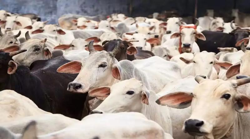 ভারতে সরকারিভাবে শুরু হলো গোমূত্র কেনা, প্রতি লিটার ১০ রুপি