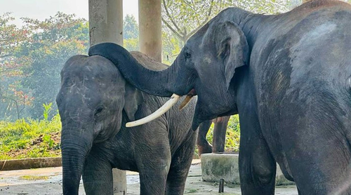 গাজীপুরে হাতিশালায় থাকা হাতির আঘাতে গুরুতর আহত রাজু বাহাদুরসহ দুটি হাতির মৃত্যু