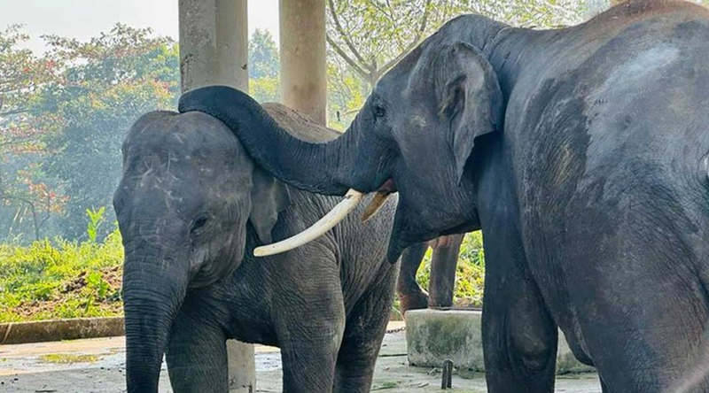 গাজীপুরে হাতিশালায় থাকা হাতির আঘাতে গুরুতর আহত রাজু বাহাদুরসহ দুটি হাতির মৃত্যু