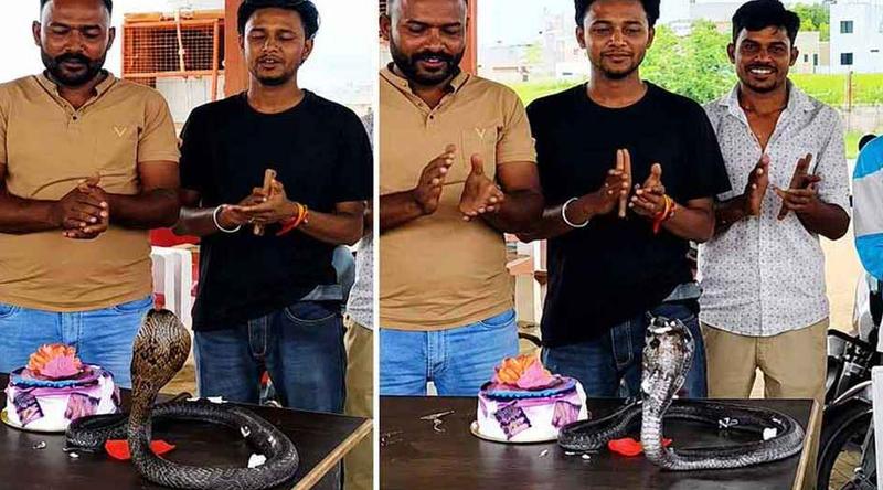 গোখরোর সামনে কেক নিয়ে জন্মদিনের আয়োজন, ভাইরাল দৃশ্য