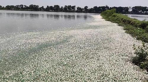 দীর্ঘ লোডশেডিংয়ে অক্সিজেন সংকটে মারা গেছে সাড়ে ১৫ কোটি টাকার মাছ