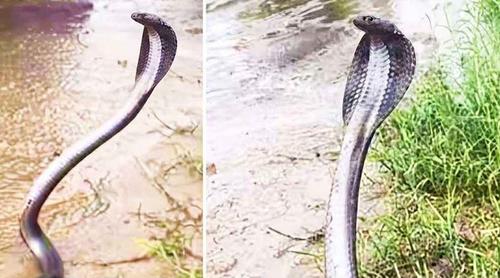 ‘৭০ টাকার মদ খেয়ে’ টালমাটাল গোখরা, ভিডিও ভাইরাল