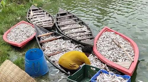 লোডশেডিংয়ের কারণে মাছ মরার ঘটনাকে ‘মিথ্যা ও ভিত্তিহীন’ বলছে বিদ্যুৎ বিভাগ