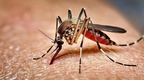 ডেঙ্গুতে আরও ৪ জনের মৃত্যু, হাসপাতালে ১১৬৩