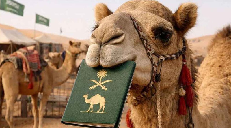 কেন উটের জন্য পাসপোর্ট চালু করেছে সৌদি?