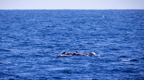 লিবিয়ার উপকূলে নৌকাডুবি, প্রাণ গেল ৫৩ অভিবাসীর