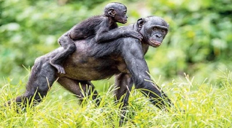 মানুষ ছাড়া প্রথম অন্য প্রাণীর মধ্যে পাওয়া গেল কল্পনার সক্ষমতা