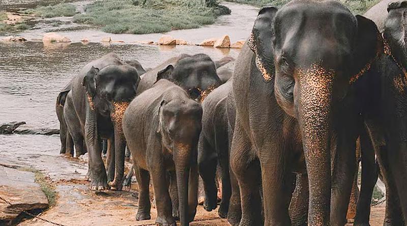 ঝাড়খণ্ডে বন্য হাতির তাণ্ডবে একই পরিবারের ৪ জনসহ নিহত ৬