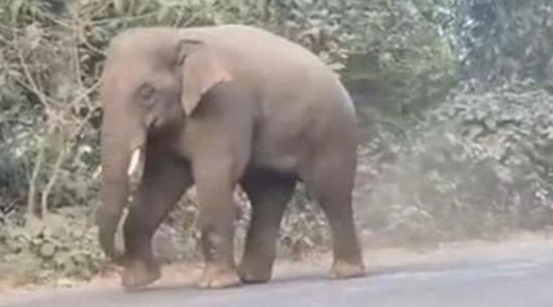 ভারতে বন্য হাতির আক্রমণে একই পরিবারের ৪ জনসহ নিহত ৬