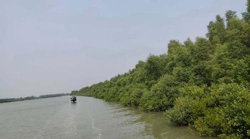 আজ সুন্দরবন দিবস