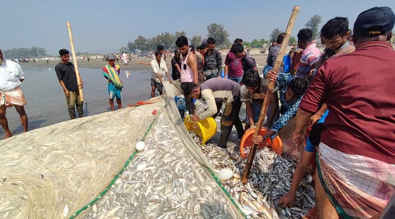 টানা জালে একসঙ্গে ধরা পড়ল ছুরি-ইলিশসহ ১৩০ মণ মাছ