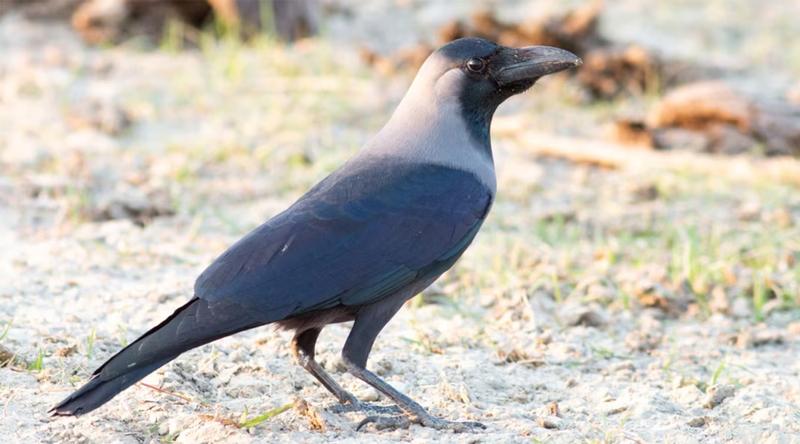 কাকের অনুপস্থিতিতে ঢাকার আকাশে নীরবতা