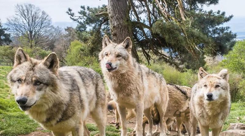 কী কারণে ২০০ নেকড়ে হত্যার অনুমতি দিল ফ্রান্স?