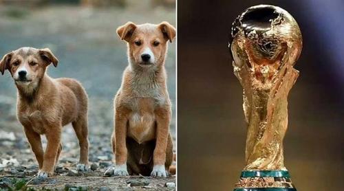 ২০৩০ বিশ্বকাপ আয়োজনে লাখ-লাখ কুকুর নিধন করছে মরক্কো