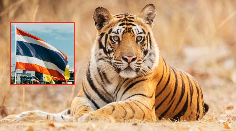 থাইল্যান্ডের একটি সাফারি পার্কে প্রাণঘাতী ভাইরাসে অন্তত ৭২টি বাঘের মৃত্যু